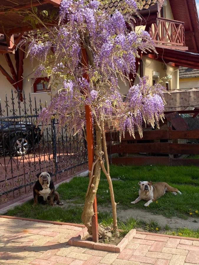 Villa Negra Motel Berzence Kültér fotó